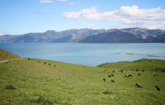 cows.JPG