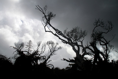 trees.JPG