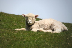 sheep.JPG