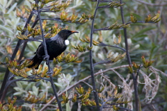 tui.JPG