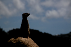 meercat.JPG