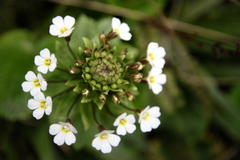flowers.JPG