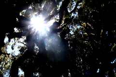 sunbeams.JPG