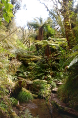 goblinforrest.JPG