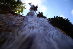 tree2.JPG