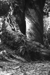 tree.JPG