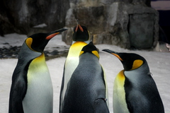 penguingroup.JPG