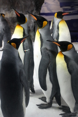 penguingroup2.JPG