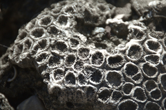 coral.jpg