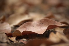 leaf.jpg