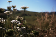 flowers.jpg