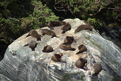 sealrock.jpg