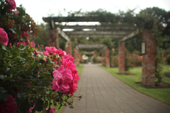 rosegarden.jpg