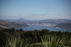 dunedin.jpg