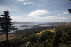 otago.jpg